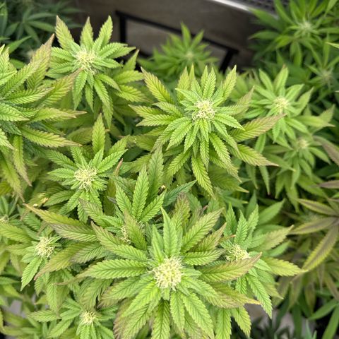Mandarin Cookies V2 growlog photo:  Need some help with this one. It looks like it’s stunted. It’s not growing as fast or as big as some of the other plants. The tips are a little bit purple on some leaves. And it looks very bushy, maybe I need to defoliate this one as well?