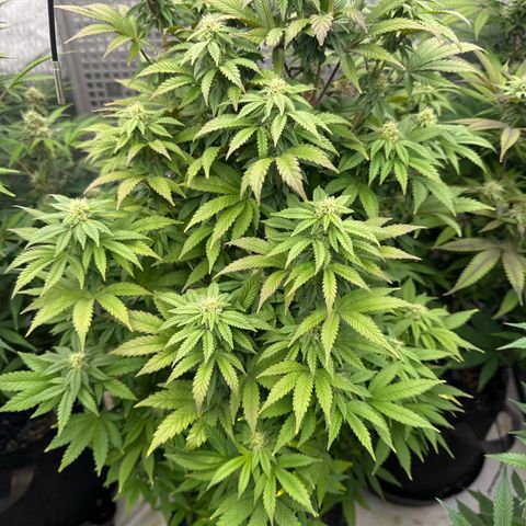 Mandarin Cookies V2 growlog photo:  Need some help with this one. It looks like it’s stunted. It’s not growing as fast or as big as some of the other plants. The tips are a little bit purple on some leaves. And it looks very bushy, maybe I need to defoliate this one as well?