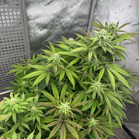 Gelato Sunrise 1 growlog photo:  This one looks like it’s growing pretty good however, a lot of the leaves are turning purple. Maybe I need to defoliate this one as well? Seems like it’s also very bushy for its age.