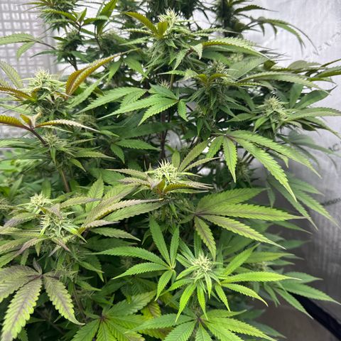 Gelato Sunrise 1 growlog photo:  This one looks like it’s growing pretty good however, a lot of the leaves are turning purple. Maybe I need to defoliate this one as well? Seems like it’s also very bushy for its age.