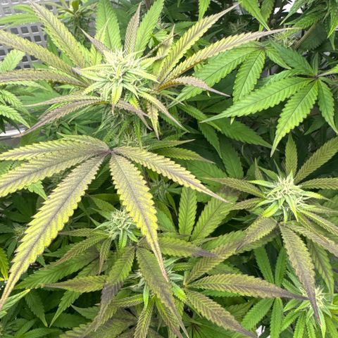 Gelato Sunrise 1 growlog photo:  This one looks like it’s growing pretty good however, a lot of the leaves are turning purple. Maybe I need to defoliate this one as well? Seems like it’s also very bushy for its age.