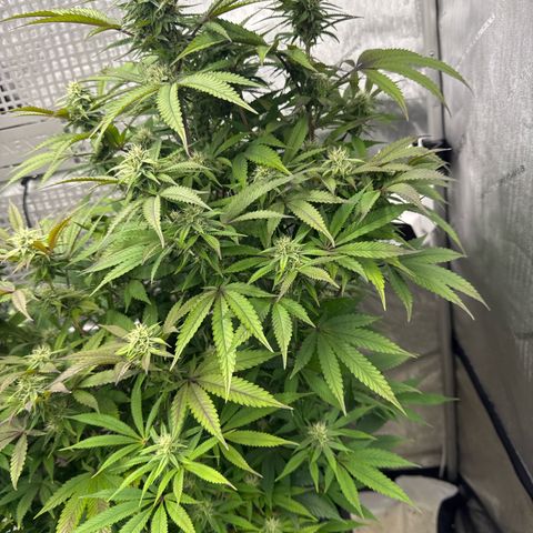Gelato Sunrise 1 growlog photo:  This one looks like it’s growing pretty good however, a lot of the leaves are turning purple. Maybe I need to defoliate this one as well? Seems like it’s also very bushy for its age.