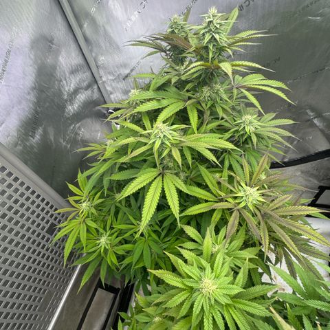 Gelato Sunrise 1 growlog photo:  This one looks like it’s growing pretty good however, a lot of the leaves are turning purple. Maybe I need to defoliate this one as well? Seems like it’s also very bushy for its age.