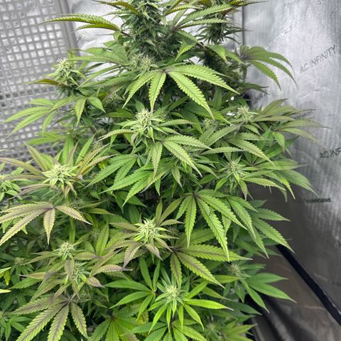 Gelato Sunrise 1 growlog photo:  This one looks like it’s growing pretty good however, a lot of the leaves are turning purple. Maybe I need to defoliate this one as well? Seems like it’s also very bushy for its age.