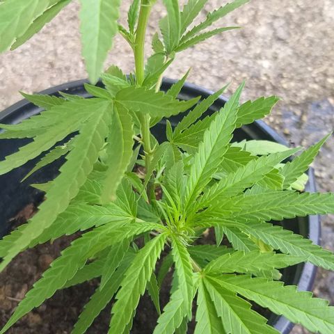 Sour Magic Feminized  growlog timeline photo