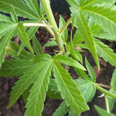 Sour Magic Feminized  growlog timeline photo