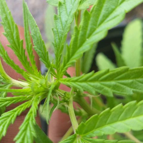 Sour Magic Feminized  growlog timeline photo