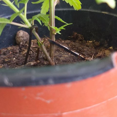 Sour Magic Feminized  growlog timeline photo