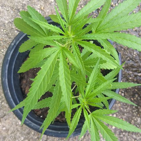 Sour Magic Feminized  growlog timeline photo
