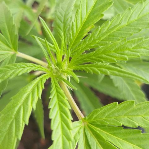 Sour Magic Feminized  growlog timeline photo