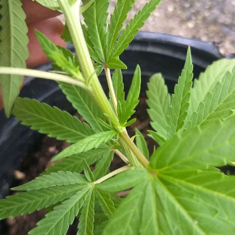 Sour Magic Feminized  growlog timeline photo