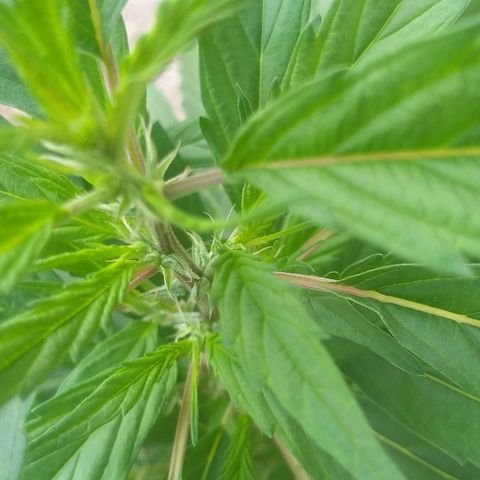 Sour Magic Feminized  growlog photo: Coming Nicely...On 18/6 ..and fed Vuleno  1 per week