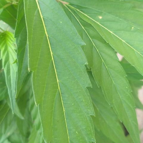 Sour Magic Feminized  growlog photo: Coming Nicely...On 18/6 ..and fed Vuleno  1 per week