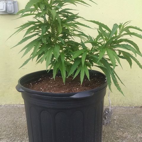 Sour Magic Feminized  growlog photo: Coming Nicely...On 18/6 ..and fed Vuleno  1 per week