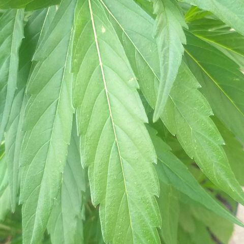Sour Magic Feminized  growlog photo: Coming Nicely...On 18/6 ..and fed Vuleno  1 per week