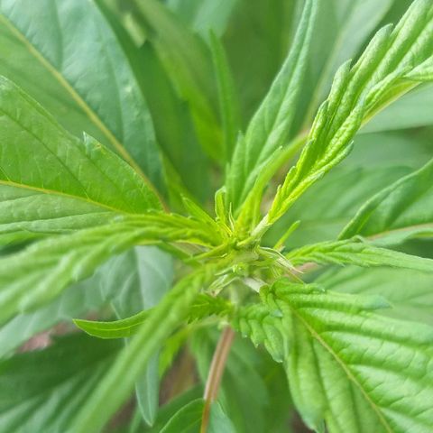 Sour Magic Feminized  growlog photo: Coming Nicely...On 18/6 ..and fed Vuleno  1 per week