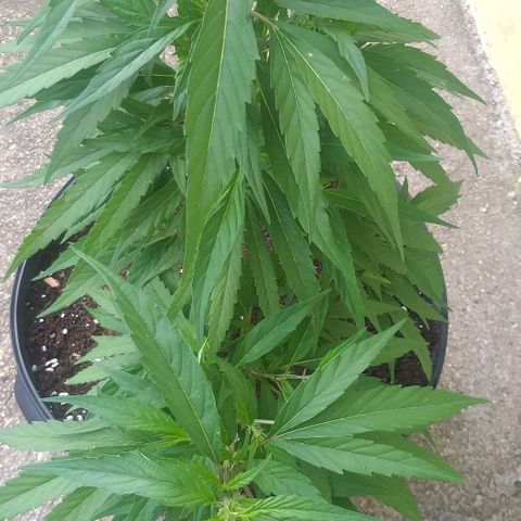 Sour Magic Feminized  growlog photo: Coming Nicely...On 18/6 ..and fed Vuleno  1 per week