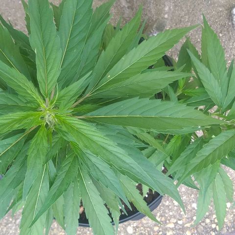 Sour Magic Feminized  growlog photo: Coming Nicely...On 18/6 ..and fed Vuleno  1 per week