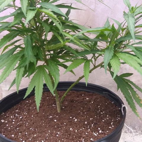 Sour Magic Feminized  growlog timeline photo