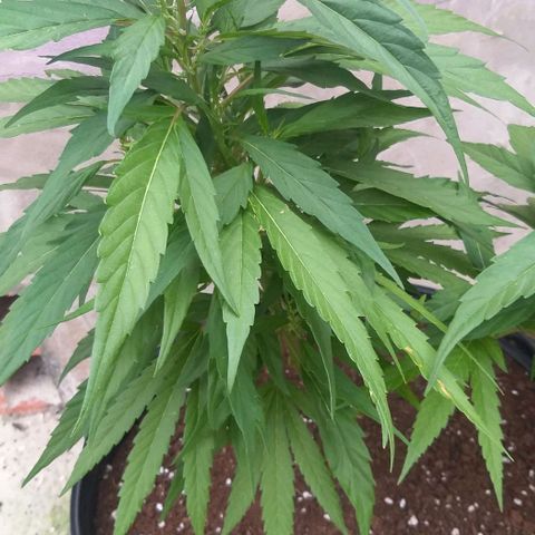 Sour Magic Feminized  growlog timeline photo