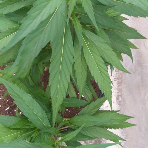 Sour Magic Feminized  growlog timeline photo