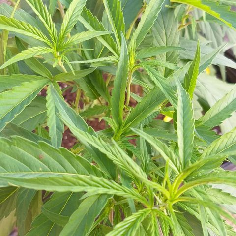 Sour Magic Feminized  growlog timeline photo