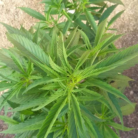 Sour Magic Feminized  growlog timeline photo
