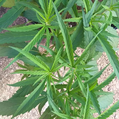 Sour Magic Feminized  growlog timeline photo
