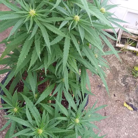 Sour Magic Feminized  growlog timeline photo
