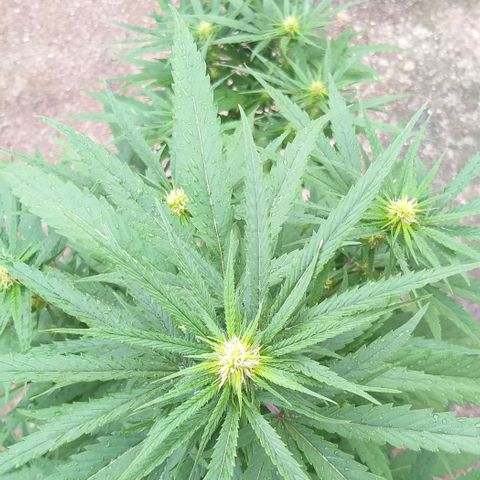 Sour Magic Feminized  growlog timeline photo