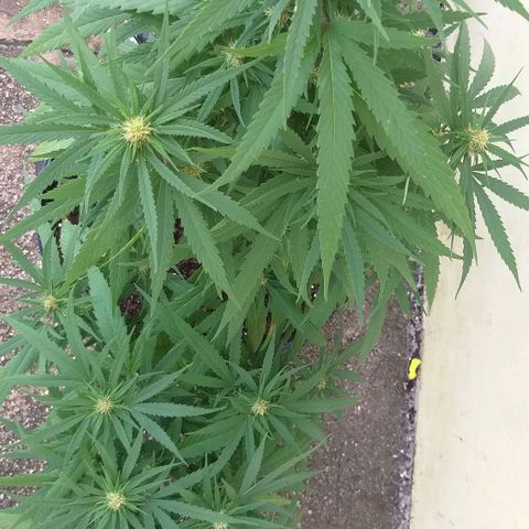 Sour Magic Feminized  growlog timeline photo