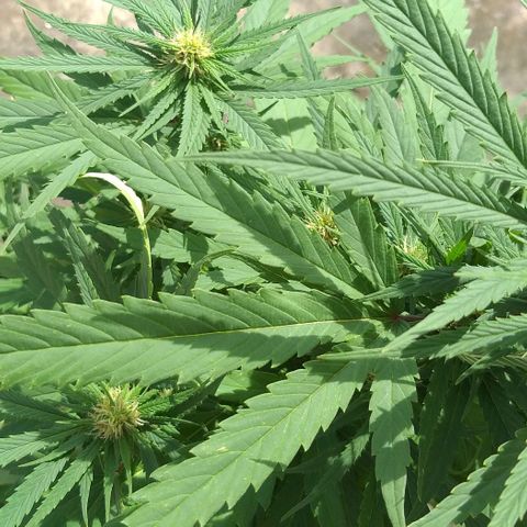 Sour Magic Feminized  growlog timeline photo