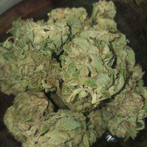 Sour Magic Feminized  growlog timeline photo