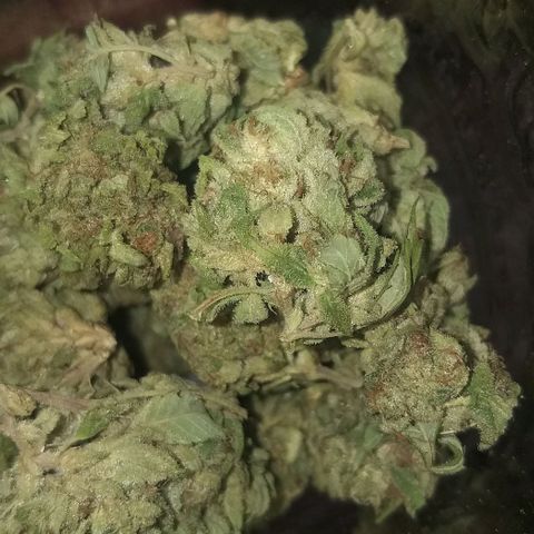 Sour Magic Feminized  growlog timeline photo