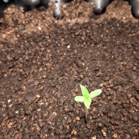 O.G. Kush growlog timeline photo