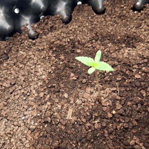 O.G. Kush growlog timeline photo
