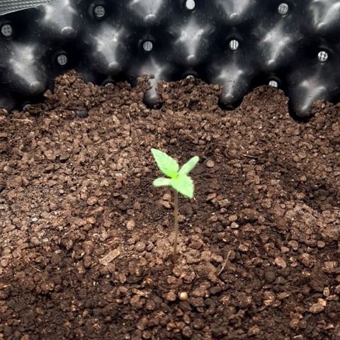 O.G. Kush growlog timeline photo