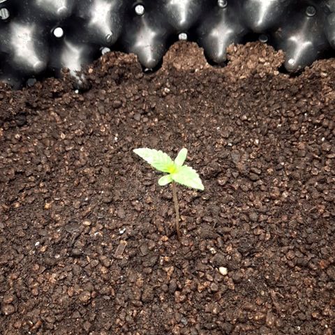 O.G. Kush growlog timeline photo