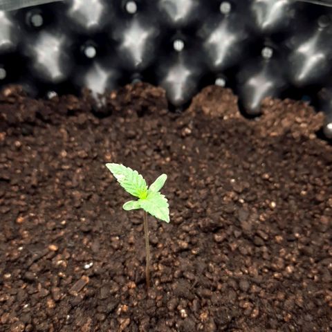 O.G. Kush growlog timeline photo