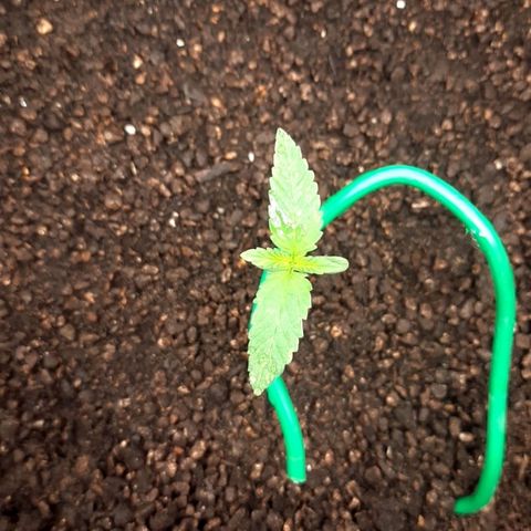 O.G. Kush growlog timeline photo