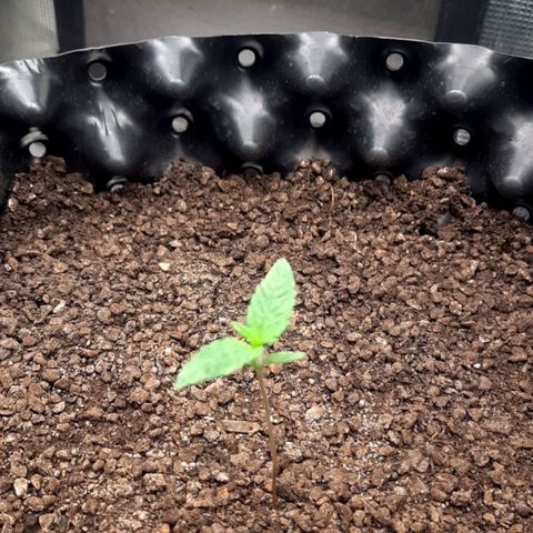 O.G. Kush growlog timeline photo