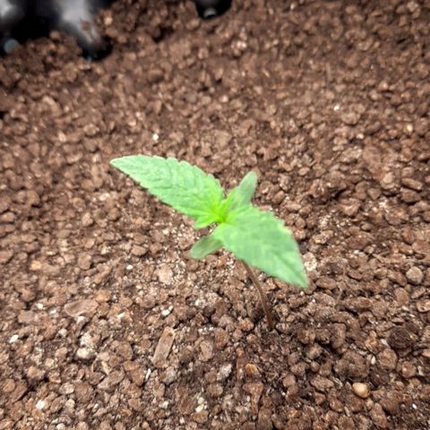 O.G. Kush growlog timeline photo