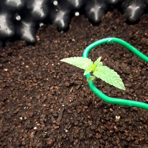 O.G. Kush growlog timeline photo