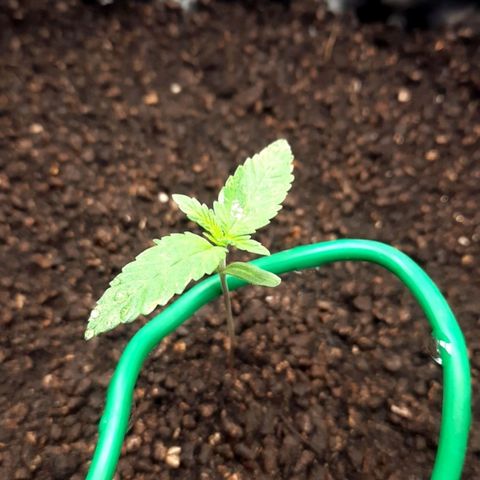 O.G. Kush growlog timeline photo