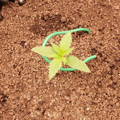 O.G. Kush growlog timeline photo