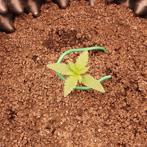 O.G. Kush growlog timeline photo
