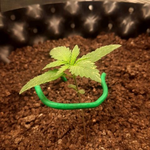 O.G. Kush growlog timeline photo