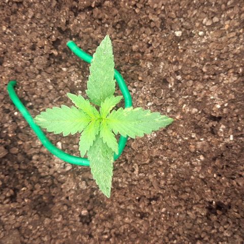O.G. Kush growlog timeline photo