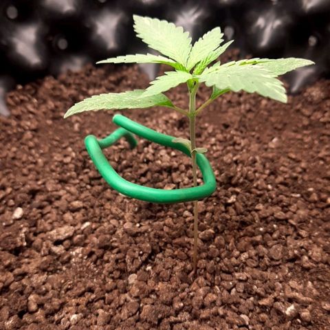 O.G. Kush growlog timeline photo