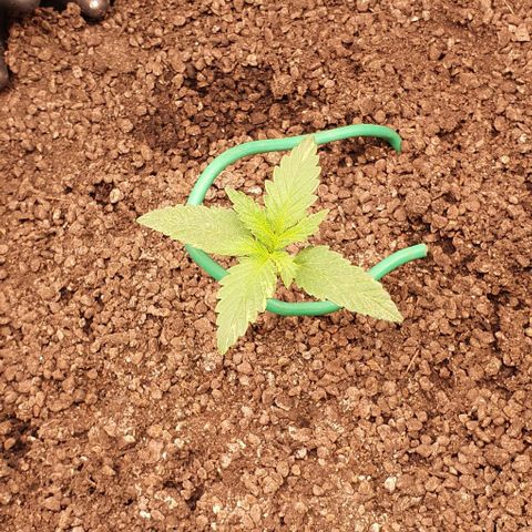 O.G. Kush growlog timeline photo